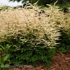 ARUNCUS CHANTILLY LACE