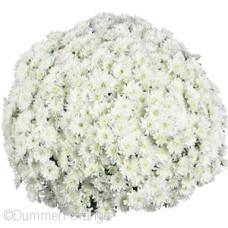 CHRYSANTHEMUM FAIR WHITE