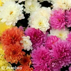 CHRYSANTHEMUM MIX