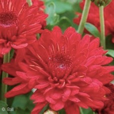 CHRYSANTHEMUM RADIANT RED