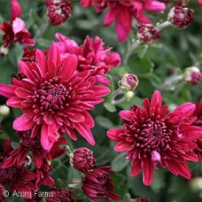 CHRYSANTHEMUM VENUS