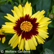 COREOPSIS UPTICK YELLOW N RED