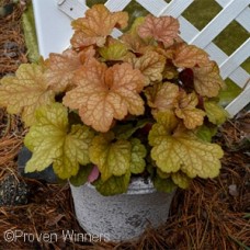 HEUCHERA DOLCE TOFFEE TART