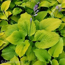 HOSTA COAST TO COAST