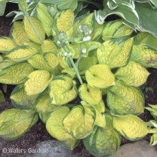 HOSTA RAINFOREST SUNRISE