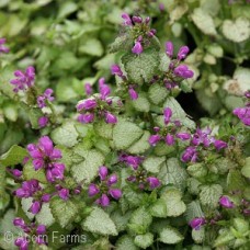 LAMIUM MAC BEACON SILVER