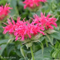 MONARDA CORAL REEF