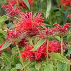 MONARDA FIRE MARSHALL