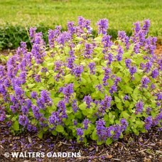 NEPETA CHARTREUSE ON THE LOOSE