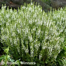 SALVIA WHITE PROFUSION