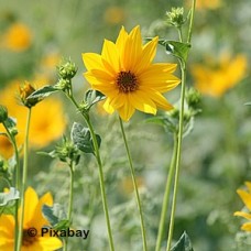 SILPHIUM PERFOLIATUM