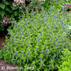 CARYOPTERIS BEEKEEPER