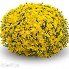 DENDRANTHEMA CONELLA YELLOW