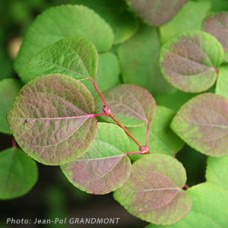 CERCIDIPHYLLUM JAPONICUM