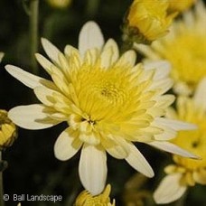 CHRYSANTHEMUM AVALON CREME WHT