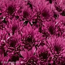 CHRYSANTHEMUM AVALON PURPLE