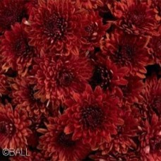 CHRYSANTHEMUM AVALON RED