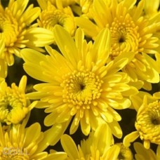 CHRYSANTHEMUM AVALON YELLOW