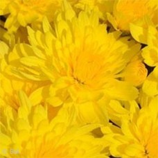 CHRYSANTHEMUM HONEY BLUSH YLW