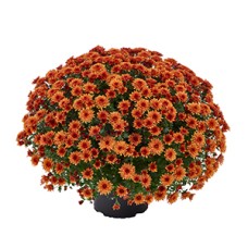 CHRYSANTHEMUM MORGANA ORANGE