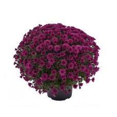 CHRYSANTHEMUM MORGANA PURPLE