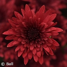 CHRYSANTHEMUM MORGANA RED