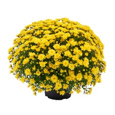 CHRYSANTHEMUM MORGANA YELLOW