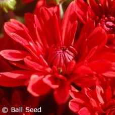 CHRYSANTHEMUM STELLAR RED