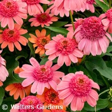 ECHINACEA RAINBOW SHERBET