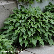 HOSTA INVINCIBLE