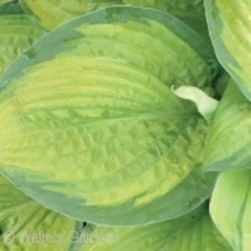 HOSTA PARADIGM