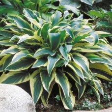 HOSTA WOLVERINE