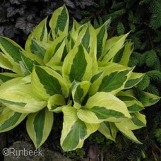 HOSTA YELLOW POLKA DOT BIKINI