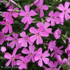 PHLOX SUB EMERALD PINK