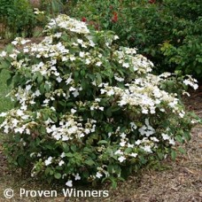 VIBURNUM PLI STEADY EDDY