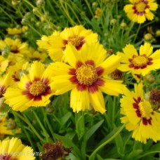 COREOPSIS BABY SUN