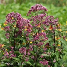 EUPATORIUM MAC RED DWARF