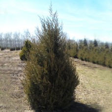 JUNIPERUS CHI KETELEERI