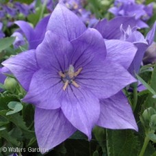 PLATYCODON ASTRA DOUBLE BLUE