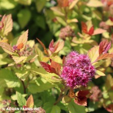 SPIRAEA JAP DOUBLE PLAY DOLLY