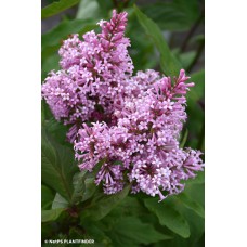 SYRINGA PRE JAMES MACFARLANE