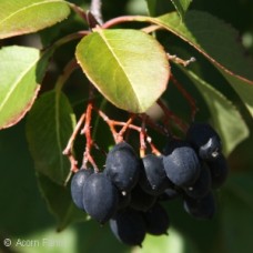 VIBURNUM PRUNIFOLIUM