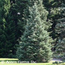 ABIES CONCOLOR