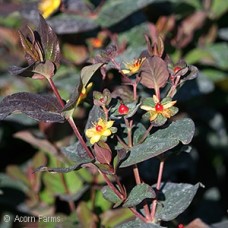 HYPERICUM MAGICAL MIDNGHT GLOW