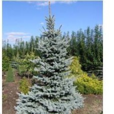 PICEA PUN GLAUCA