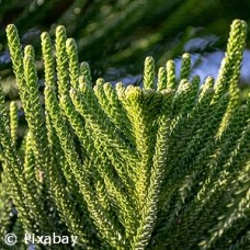 ABIES BALSAMEA PHANEROLEPIS