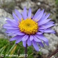 ASTER BLUE