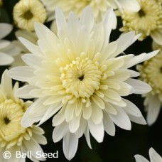 CHRYSANTHEMUM ALPINE WHITE