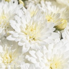 CHRYSANTHEMUM BRIDAL WHITE