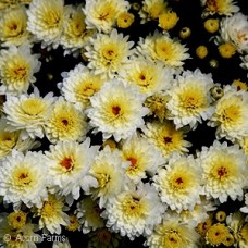 CHRYSANTHEMUM BUTTER N CREAM